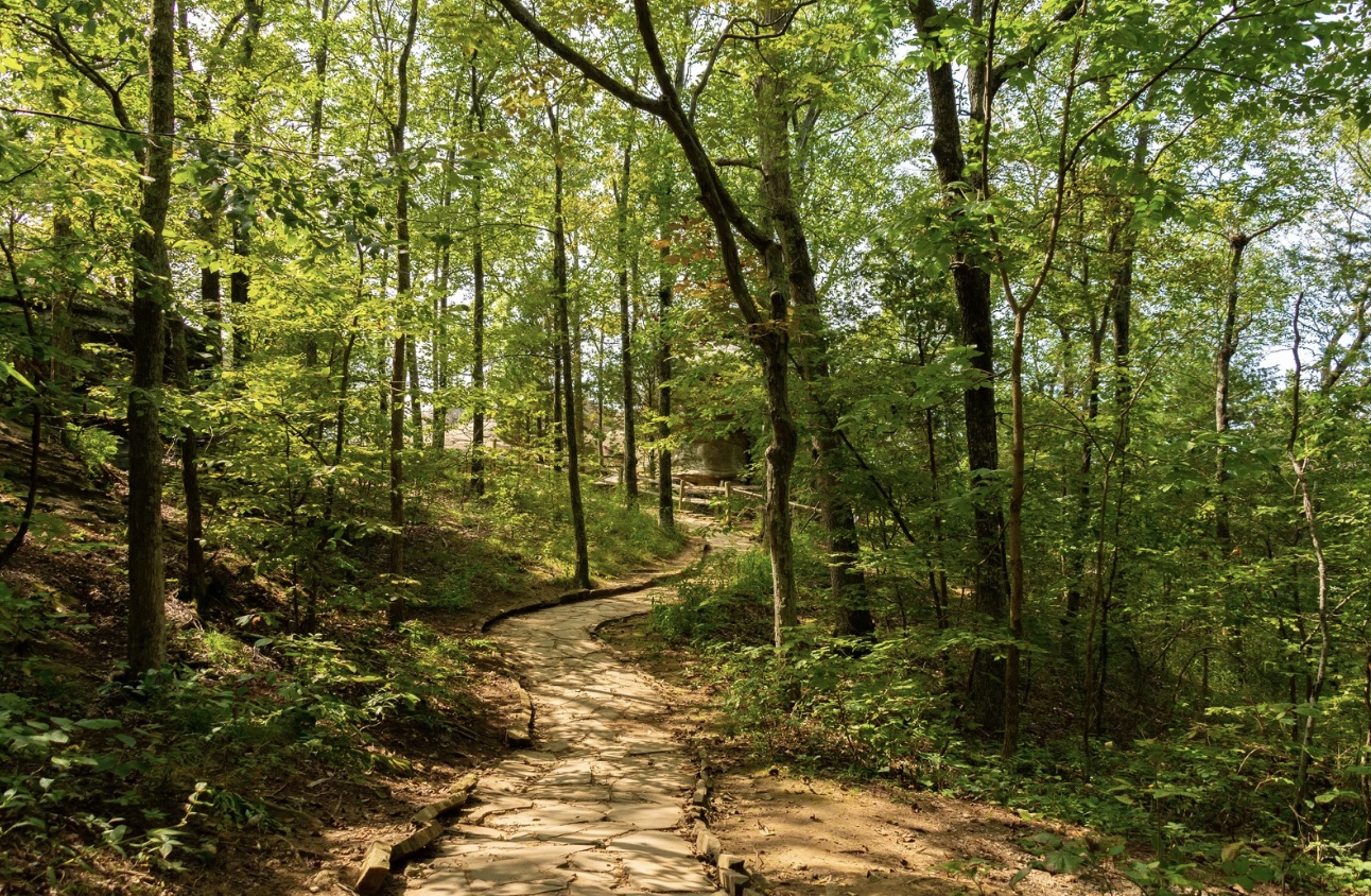 A winding stone path through a green forest